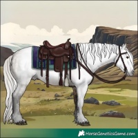 Horse Color:Gray Silver Brown Dun
