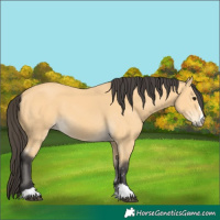 Horse Color:Buckskin 