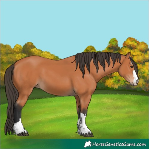 Horse Color:Bay 