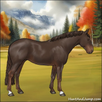 Horse Color:Liver Chestnut 