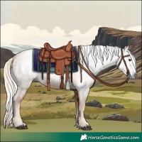 Horse Color:Gray Palomino