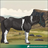 Horse Color:Smoky Black Tobiano