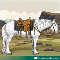 Horse Color:Silver Buckskin Roan Splash Appaloosa 