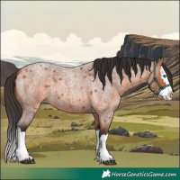 Horse Color:Bay Roan Splash 