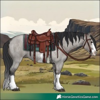 Horse Color:Grullo Roan Sabino Splash Rabicano 