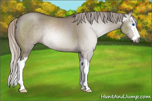 Horse Color:Gray Silver Grullo Sabino Splash Rabicano 