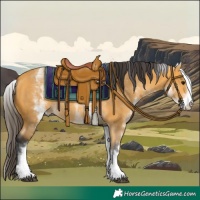 Horse Color:White Spotted Buckskin 