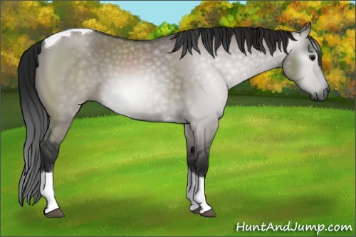 Horse Color:Gray Grullo Sabino Tobiano Rabicano