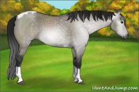 Horse Color:Gray Grullo Sabino Tobiano Rabicano 