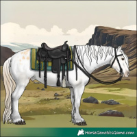 Horse Color:Buckskin Appaloosa