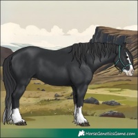 Horse Color:Black Splash 
