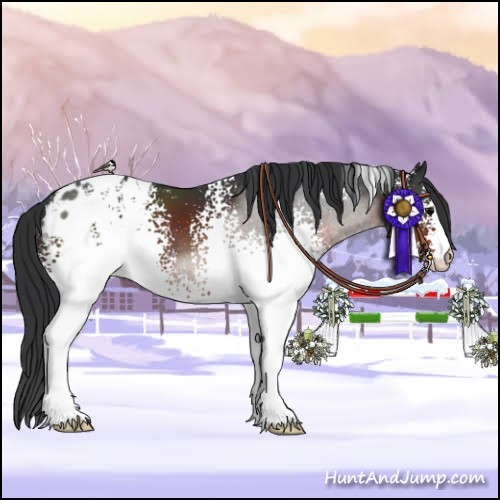 Horse Color:White Spotted Brown Sabino Appaloosa 