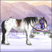 Horse Color:White Spotted Brown Sabino Appaloosa 