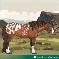Horse Color:Bay Appaloosa Rabicano 