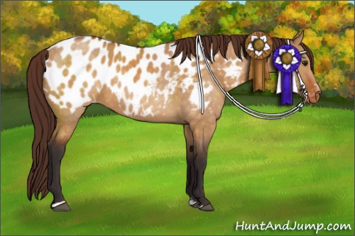 Horse Color:Buckskin Dun Sabino Appaloosa 