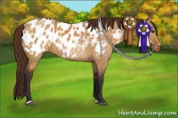 Horse Color:Buckskin Dun Sabino Appaloosa 