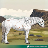 Horse Color:Bay Appaloosa Rabicano 