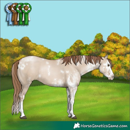 Horse Color:White Spotted Grullo Pearl Splash Rabicano