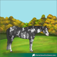 Horse Color:White Spotted Black Splash 