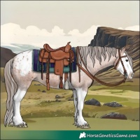 Horse Color:Bay Roan Splash Appaloosa 