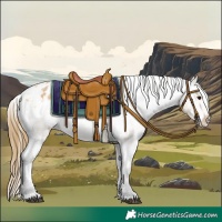 Horse Color:Buckskin Roan Appaloosa Rabicano