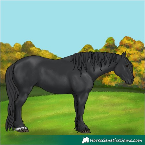 Horse Color:Black 