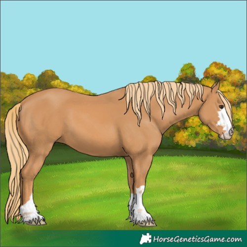 Horse Color:Chestnut 