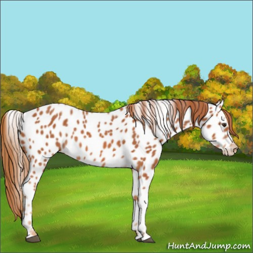 Horse Color:Chestnut Appaloosa 