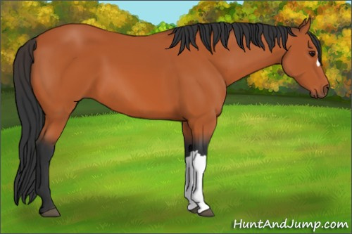 Horse Color:Bay 