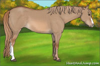 Horse Color:Red Dun