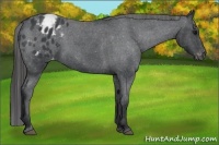 Horse Color:Blue Roan Appaloosa 