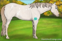 Horse Color:White Spotted Smoky Creme Roan Dun 