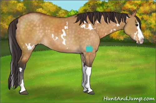 Horse Color:White Spotted Buckskin Dun Splash Tobiano Rabicano