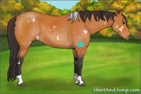 Horse Color:White Spotted Buckskin Tobiano 