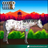 Horse Color:Nacre White Spotted Brown Ice Appaloosa