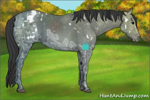 Horse Color:White Spotted Black Ice Sabino Appaloosa 