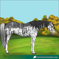 Horse Color:Black Sabino Splash  and Black Sabino Splash 