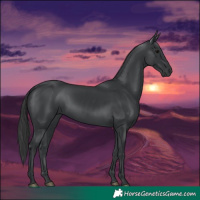 Horse Color:Black 