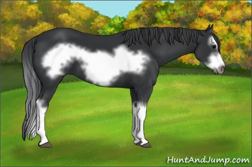 Horse Color:Black Splash Frame
