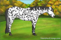 Horse Color:Black Appaloosa 