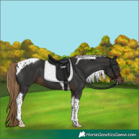 Horse Color:Liver Chestnut Tobiano 