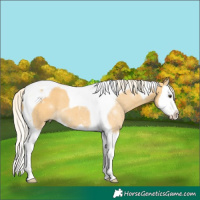 Horse Color:Palomino Splash Tobiano 