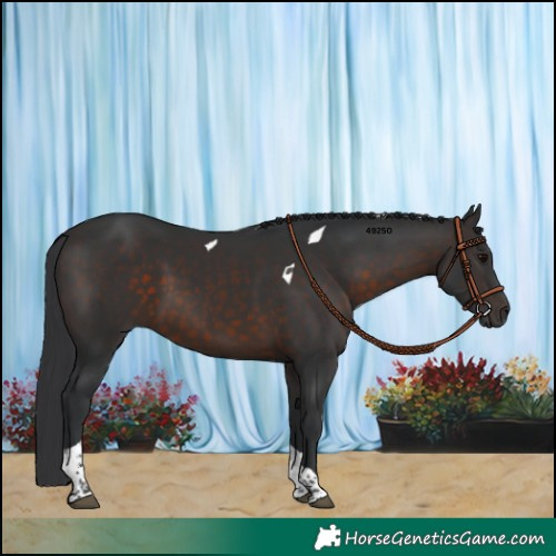 Horse Color:Brown Tobiano 