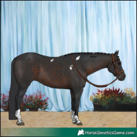 Horse Color:Brown Tobiano 