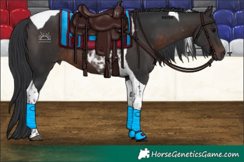 Horse Color:Brown Tobiano 