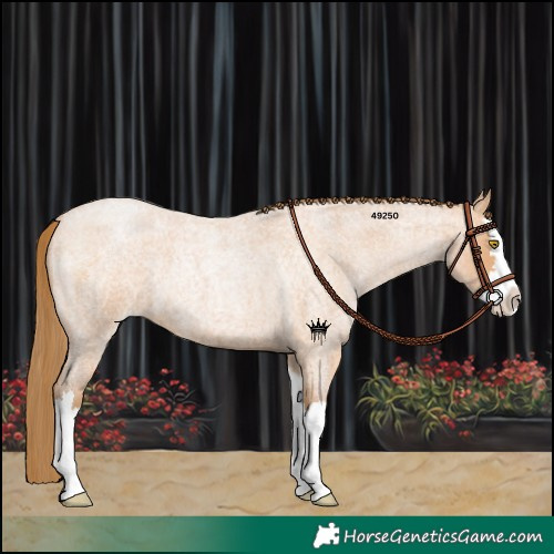 Horse Color:Bay Roan Pearl Splash 
