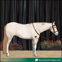 Horse Color:Bay Roan Pearl Splash
