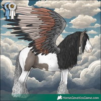 Horse Color:Grullo Splash Tobiano 