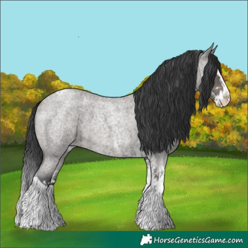 Horse Color:Grullo Roan Splash  and Grullo Roan Splash Tobiano 