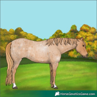 Horse Color:Red Roan 